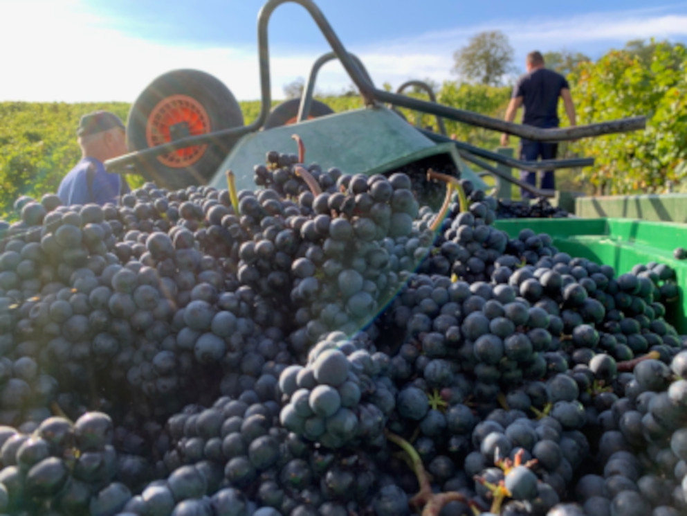 900_Tagner_13 at the harvest, red grapes