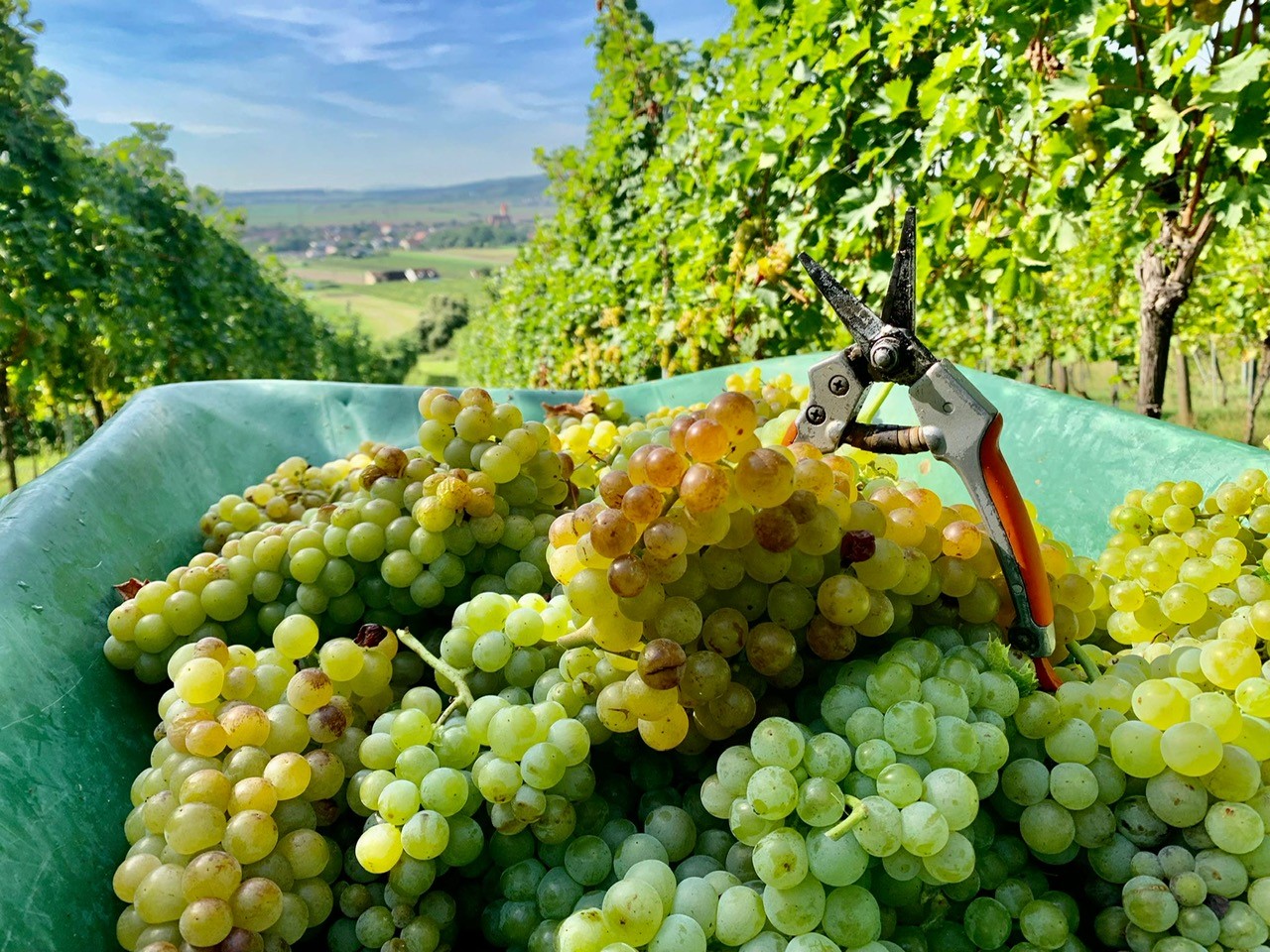 Weinmesse, Weingläser