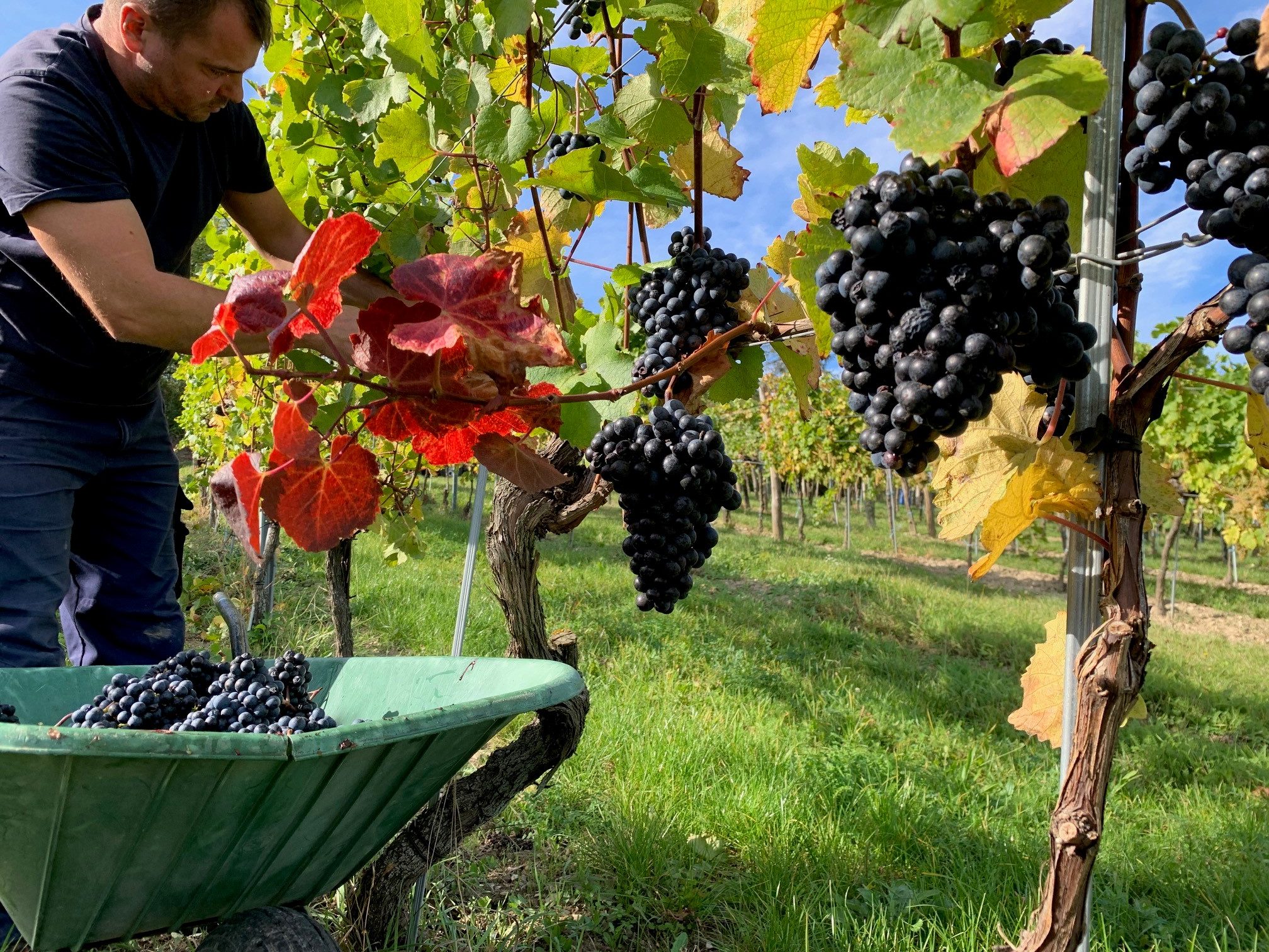 Weinmesse, Weingläser