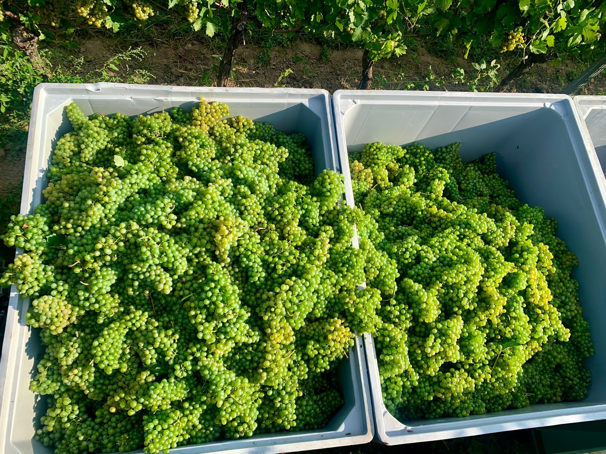 at the harvest, red grapes