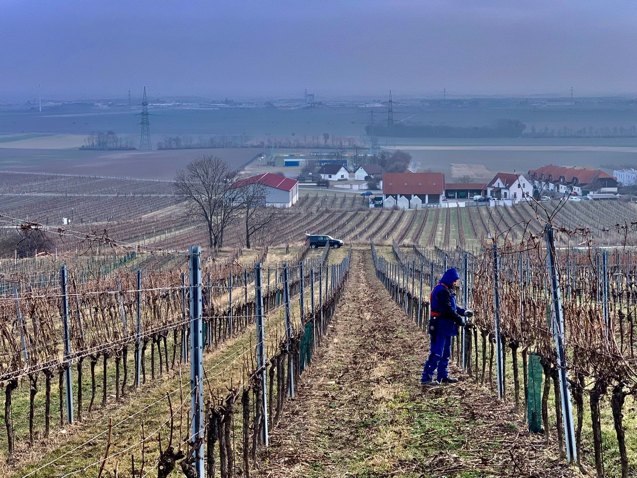 rebschnitt2 vineyard