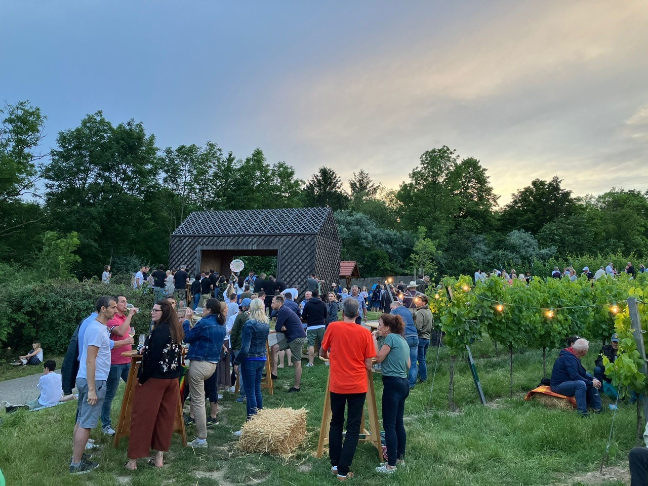 Im Weingarten ist eine festliche Tafel für eine nächtliche Verkostung angerichtet.